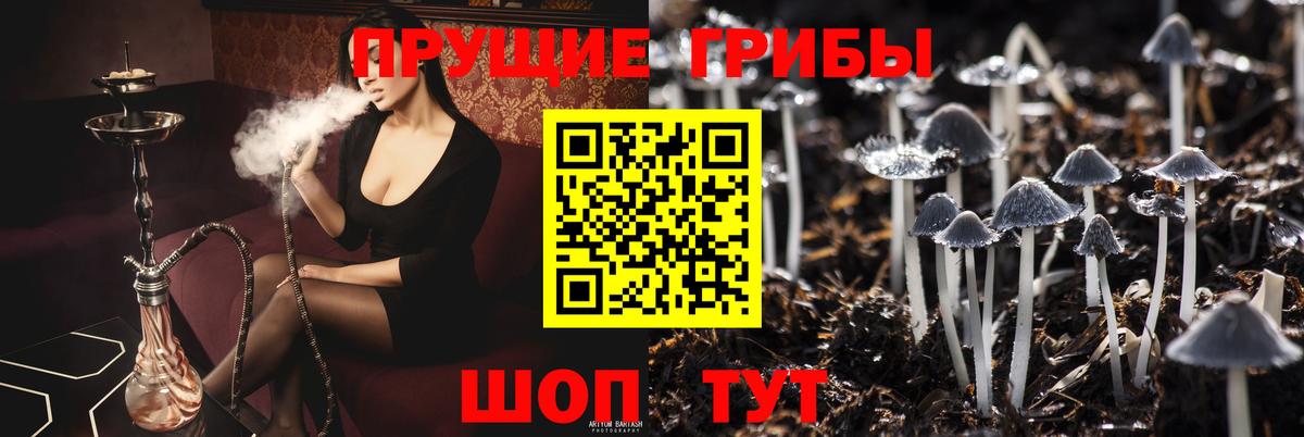 Галлюциногенные грибы Psilocybe Тимашёвск